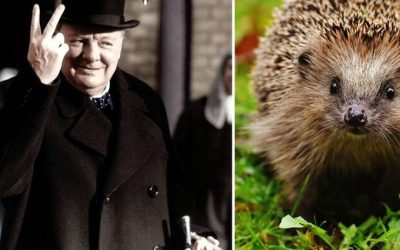 They’re Replacing Winston Churchill With A Hedgehog