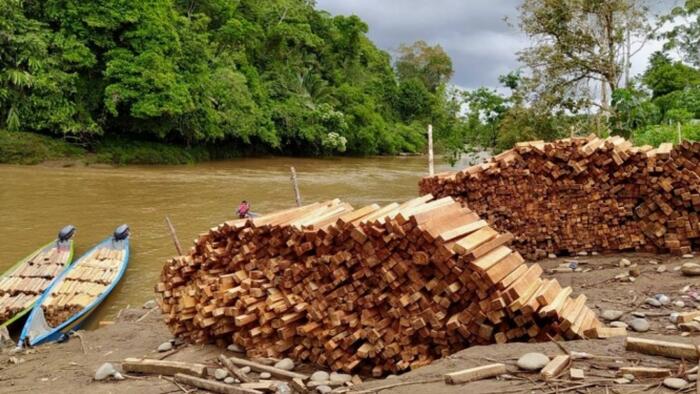 Half A Million Balsa Trees Illegally Logged In Amazon Rainforest Every Year To Feed Global Wind Turbine Demand