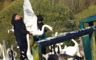 Migrants Filmed Catching And Butchering Swans, Ducks In UK And Ireland