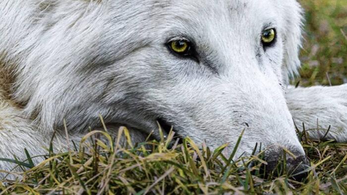 De-Extinct Dire Wolves Ready To Breed; Bioscience Company Pushes Forward Multiple Projects