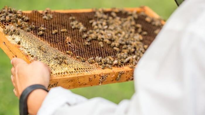 Shutting Down Federal Bee Labs Threatens The US Food System