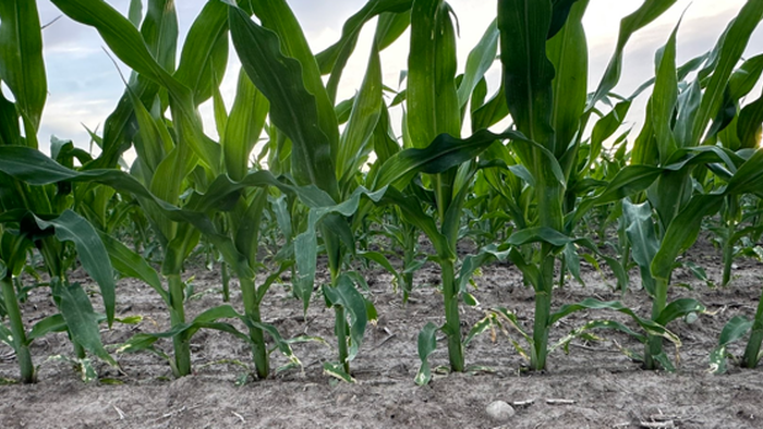 Agri Markets Hit By “Aggressive Positioning Washout” But Supply Risks Linger