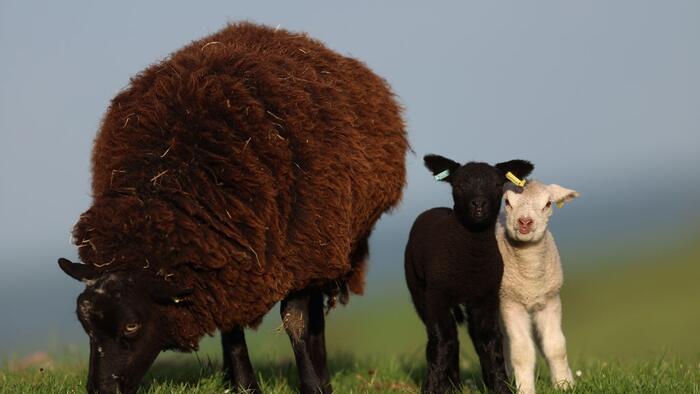 Afghan Asylum Seeker Sentenced For Raping Goats And 6-Month-Old Lamb