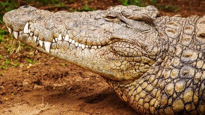 Outrage As Suspect In UK Toddler Crocodile Attack Released On Bail; Identity Still Hidden