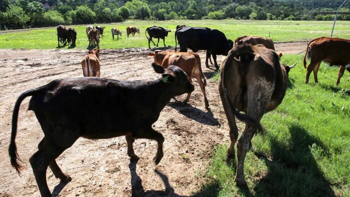 Flesh-Eating Screwworm Cases Rise To 15 After New Detections In Texas: USDA