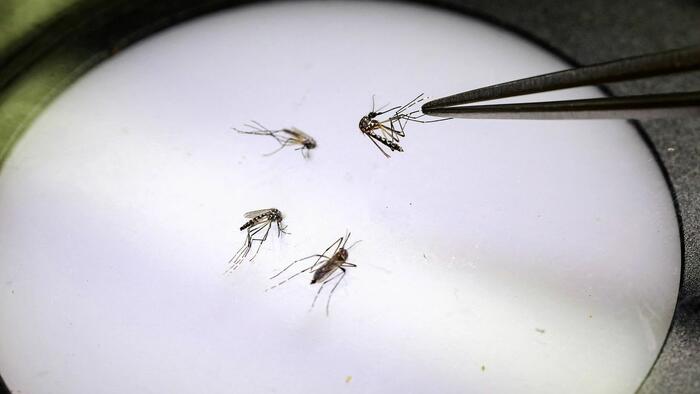 “Debug”: Google Seeks Federal Approval To Release Millions Of Mosquitoes In California, Florida