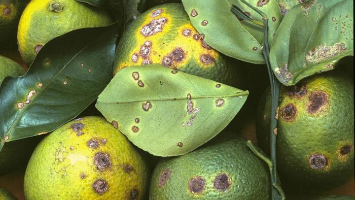 How A Tiny Insect Decimated Florida’s Citrus, And What Orchardists Are Doing About It