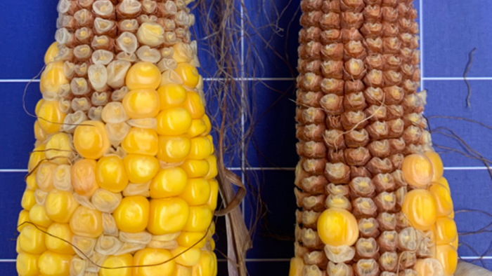 US Corn Conditions Suffer Sharpest Deterioration In Three Years, Fueling Food Inflation Fear