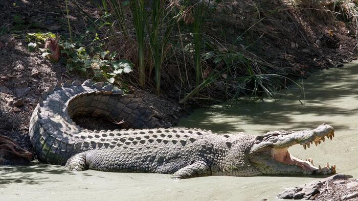 Israel Advances Plan For Palestinian Prisons With Crocodile-Filled Moats