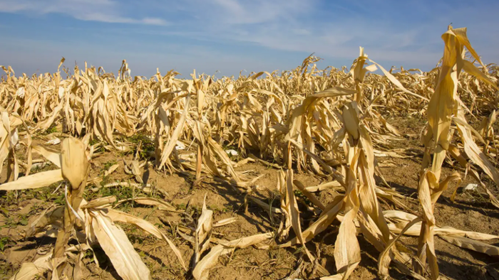 Alarm Bells Ring As Global Food Prices Hit 2022 Highs, Perfect Storm Stokes New Inflation Shock