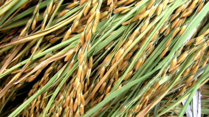 Have You Seen The Surge In US Rough Rice Futures