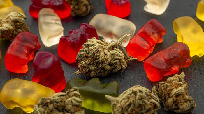 Cannabis Gummies Harm Driving Performance Hours After Use, Study Says