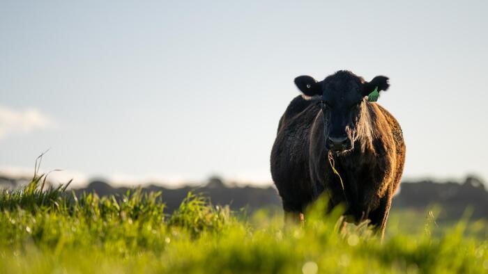 US Cattle Slaughter Plunges 16% In A Day As Immigration Crackdown Guts Kansas “Golden Triangle” Workforce