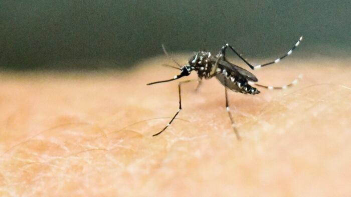 CDC Issues Emergency Response Over Dengue Surge In Florida