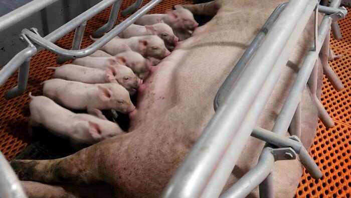 Chinese Pig Farmers Report Suspected Swine Fever Outbreaks As Prices Fall